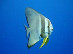 Image of Blunthead batfish