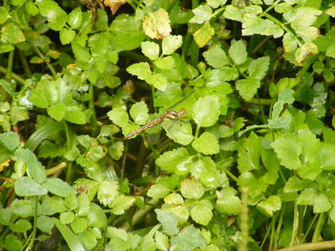 Image of <i>Sympetrum speciosum taiwanum</i> Asahina 1951