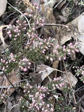 Image of Leucopogon attenuatus A. Cunn.