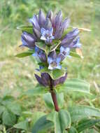 Image of Cross gentian