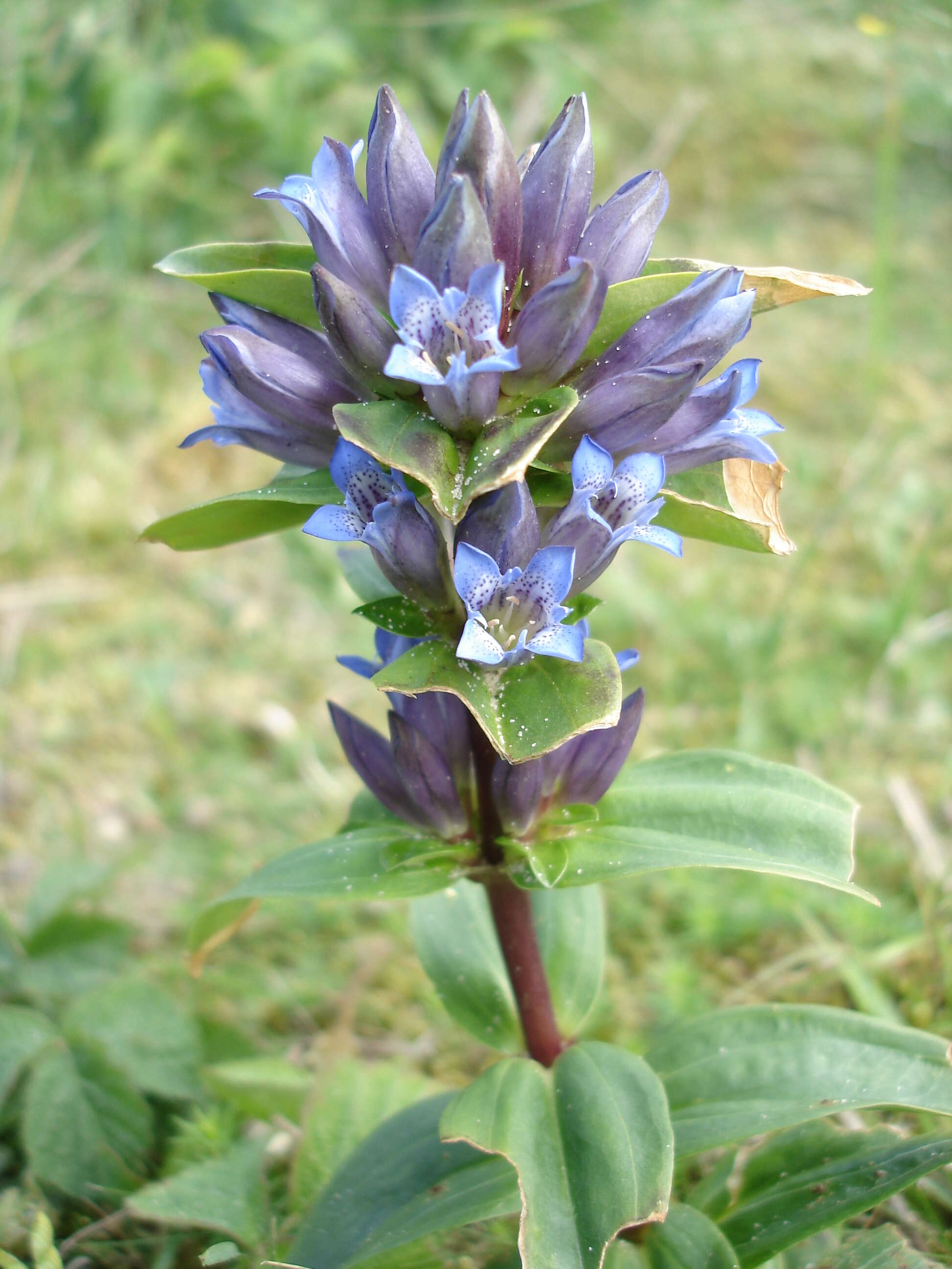 Image of Cross gentian