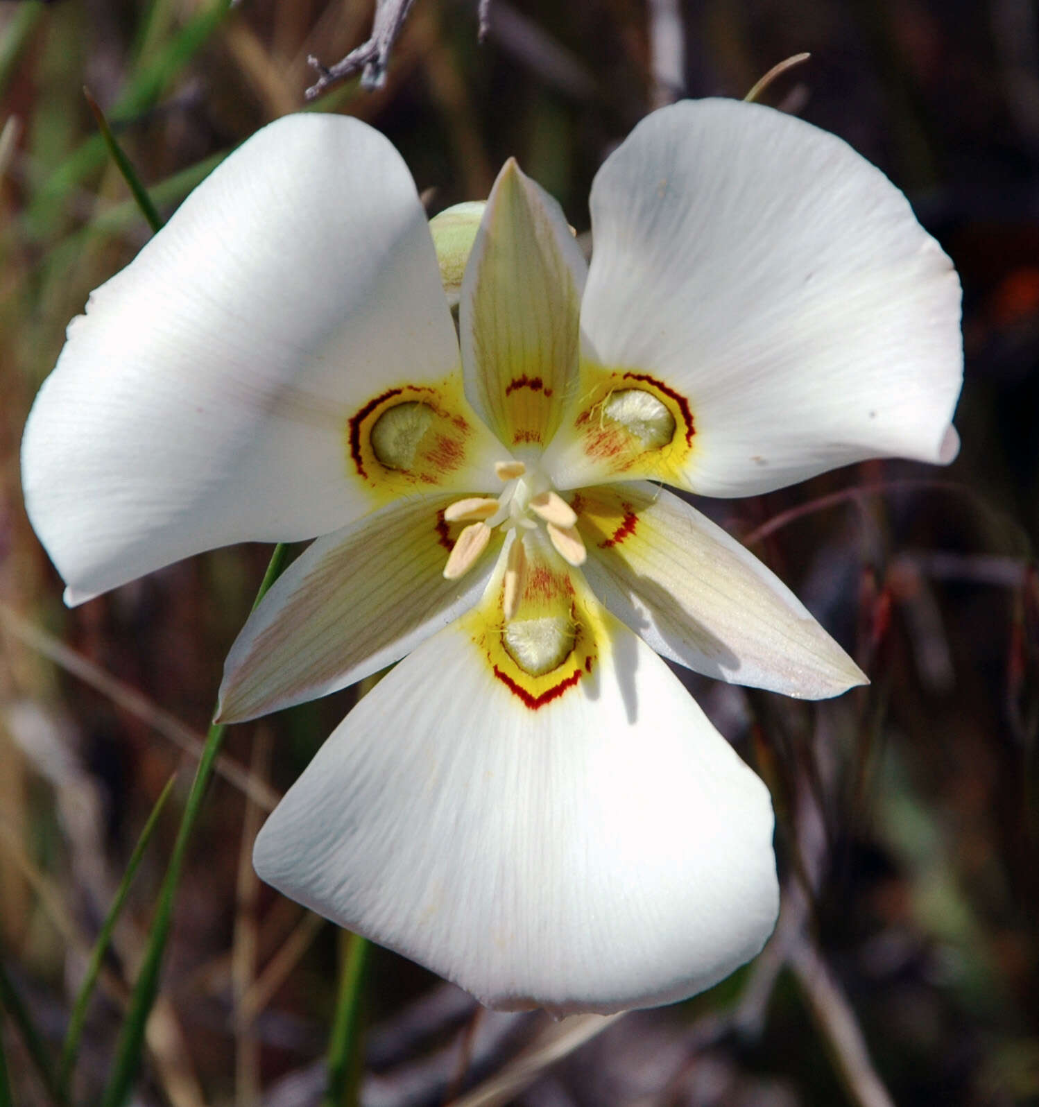 Слика од Calochortus