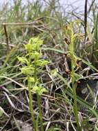 Image of Platanthera pachyglossa Hayata