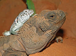 Image of Eastern Collared Lizard