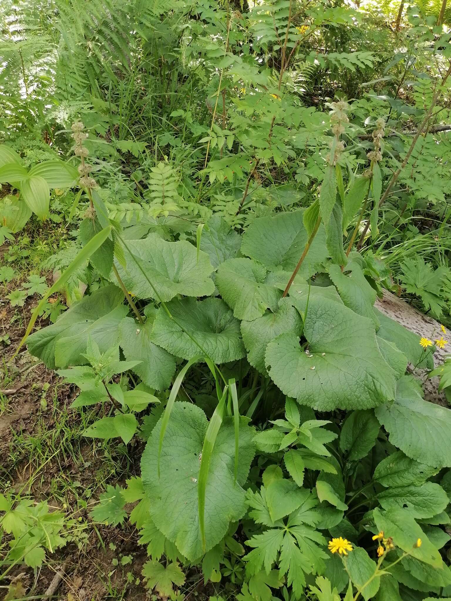 Image of Phlomoides alpina (Pall.) Adylov, Kamelin & Makhm.