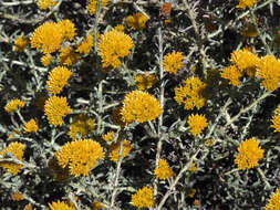 Image of Helichrysum rutilans (L.) D. Don