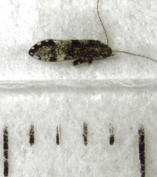 Image of Abelopsocus