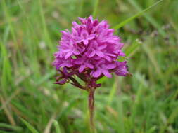 صورة Anacamptis pyramidalis (L.) Rich.