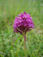 صورة Anacamptis pyramidalis (L.) Rich.