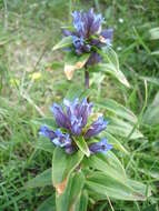 Image of Cross gentian