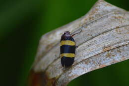 Image of Sphenorhina rubra (Linné 1758)