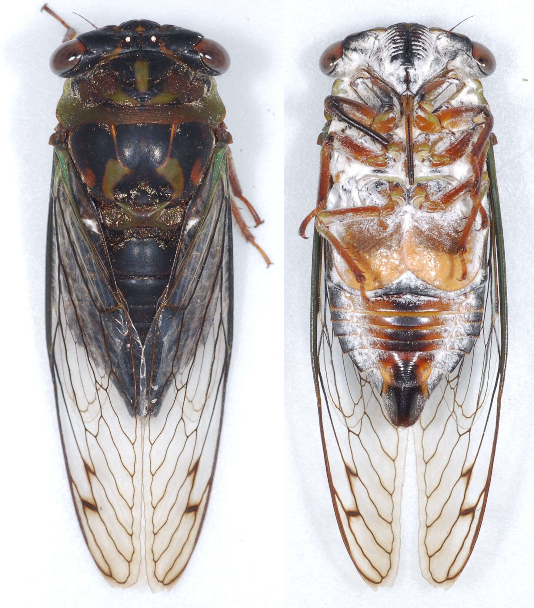 Plancia ëd Neotibicen davisi (Smith, J. B. & Grossbeck 1907)