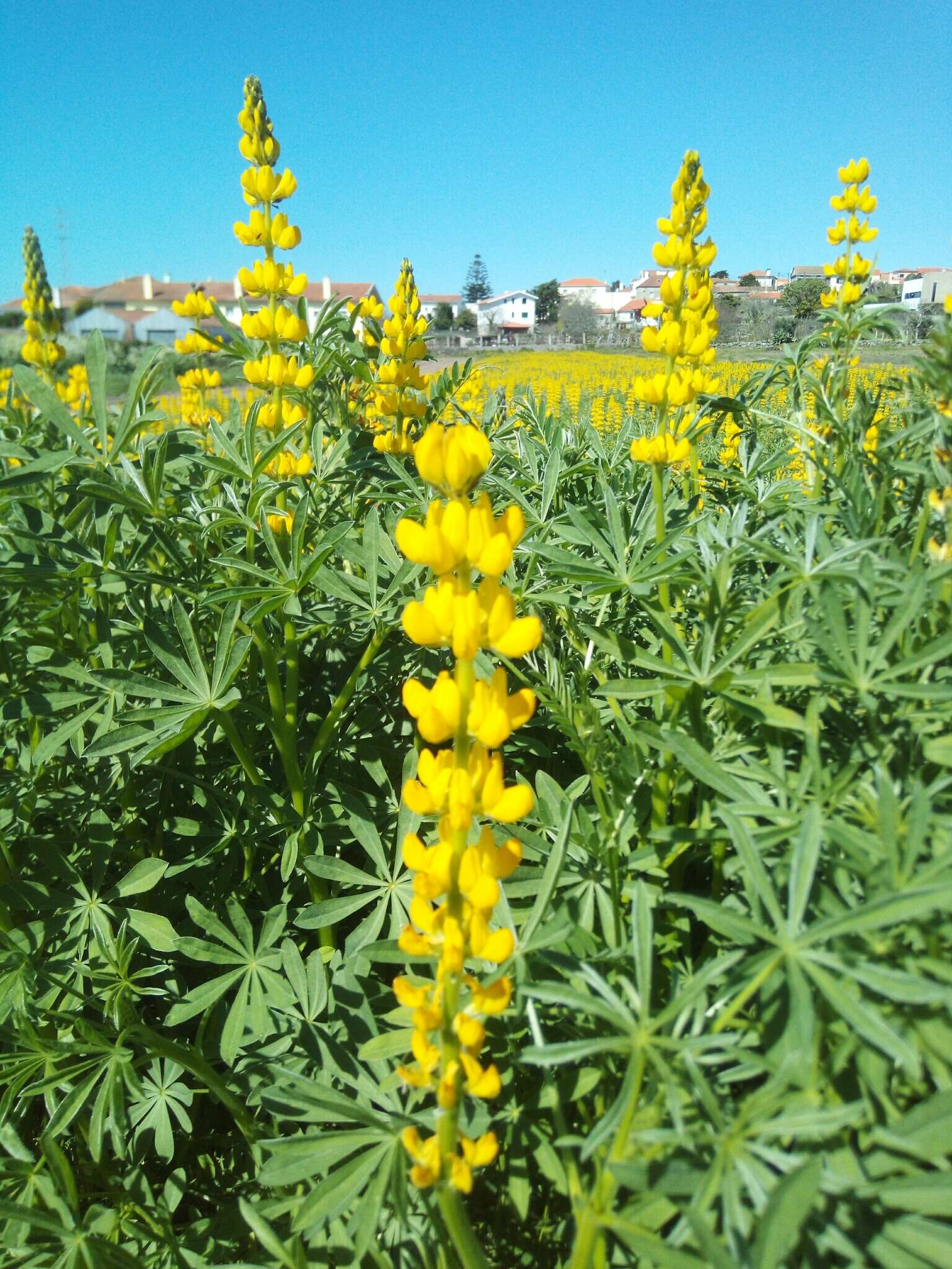 Image of European yellow lupine