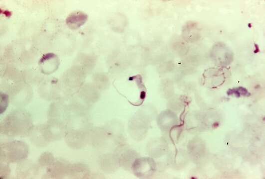 Image of Trypanosoma subgen. Schizotrypanum