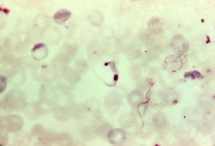 Слика од Trypanosoma subgen. Schizotrypanum