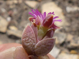 Imagem de Delosperma mariae L. Bol.