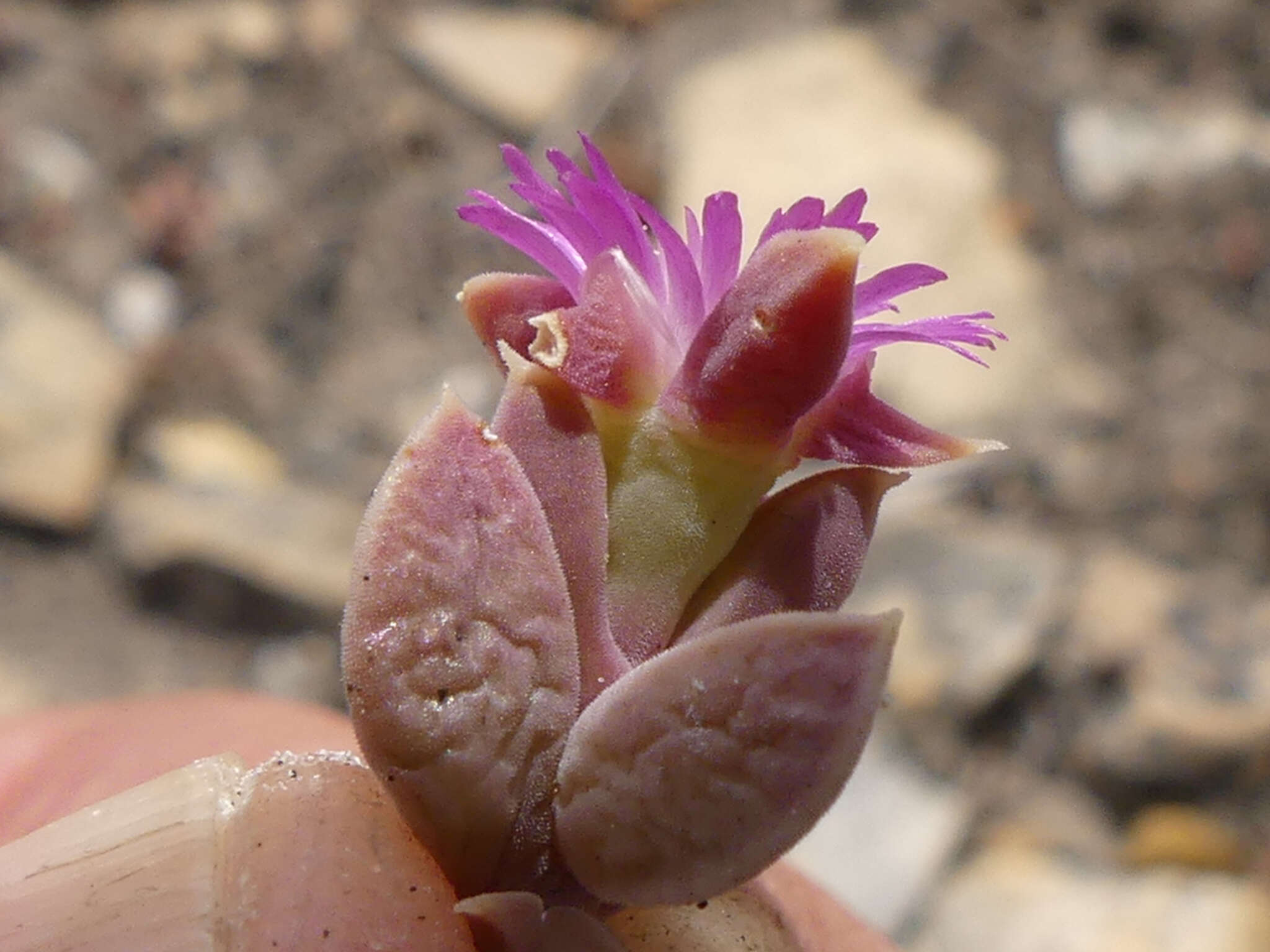 Image of Delosperma mariae L. Bol.