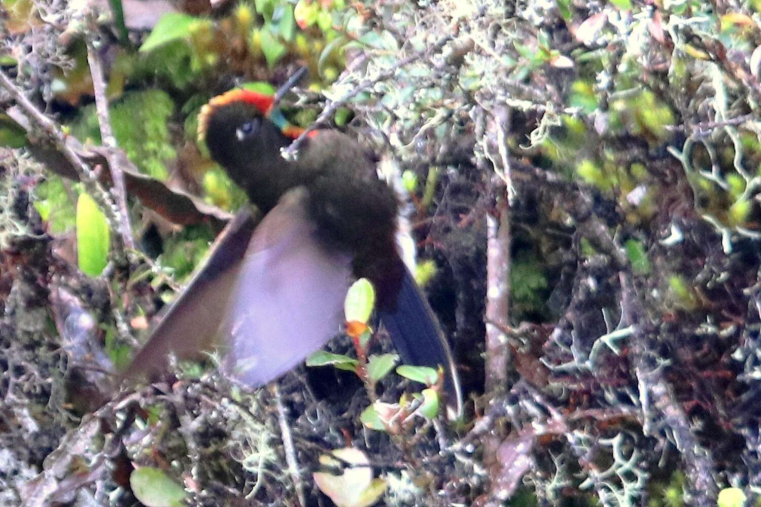 Image of Rainbow-bearded Thornbill