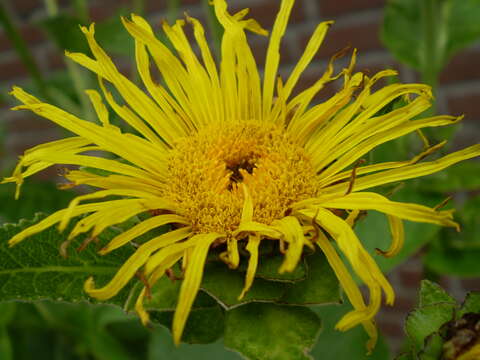 Image of sunflowers