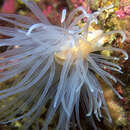 Image of sealoch anemone