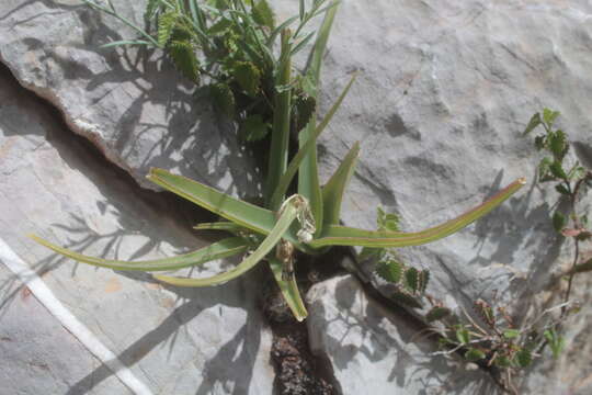 Слика од Tradescantia hirta D. R. Hunt