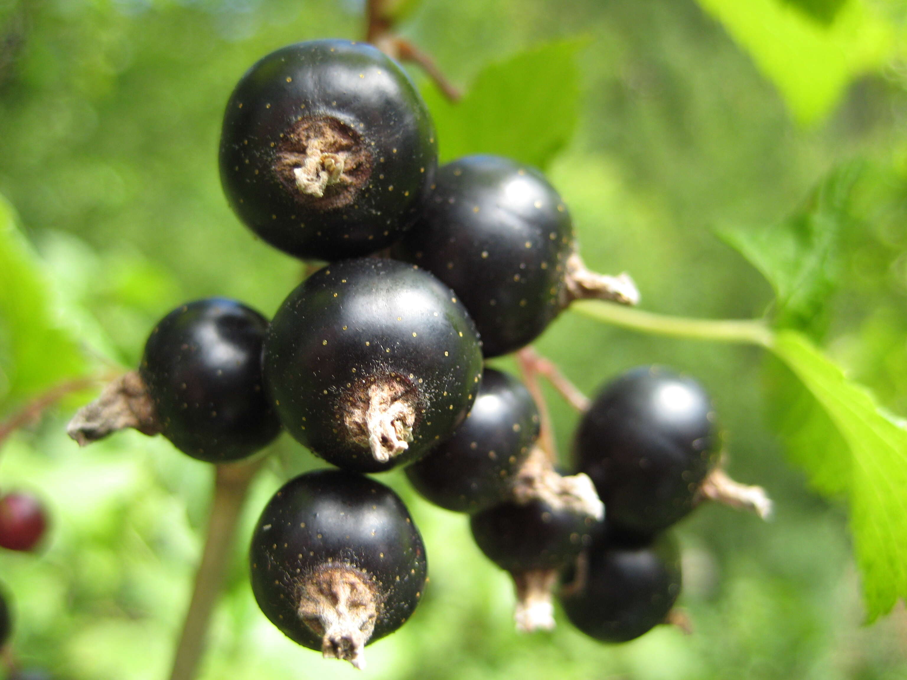 Image of Black Currant