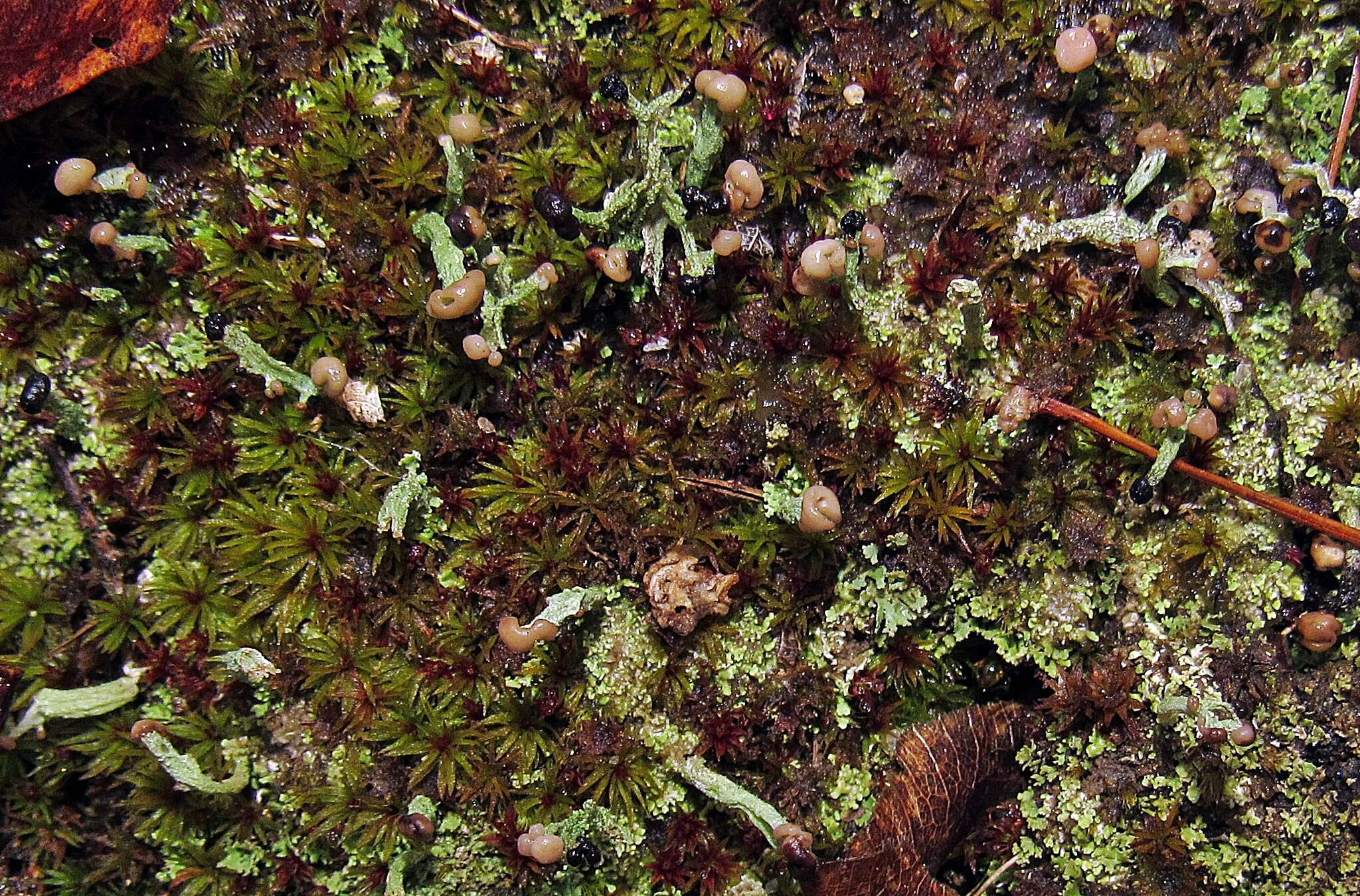 صورة Cladonia peziziformis (With.) J. R. Laundon