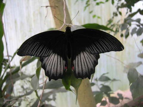 Image of Papilio deiphobus Linnaeus 1758