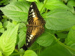 Imagem de Parthenos sylvia