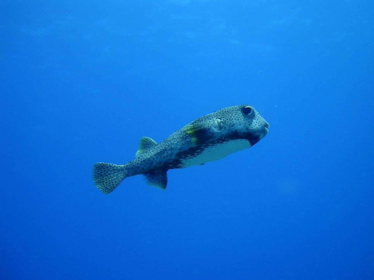 Image of Porcupinefish