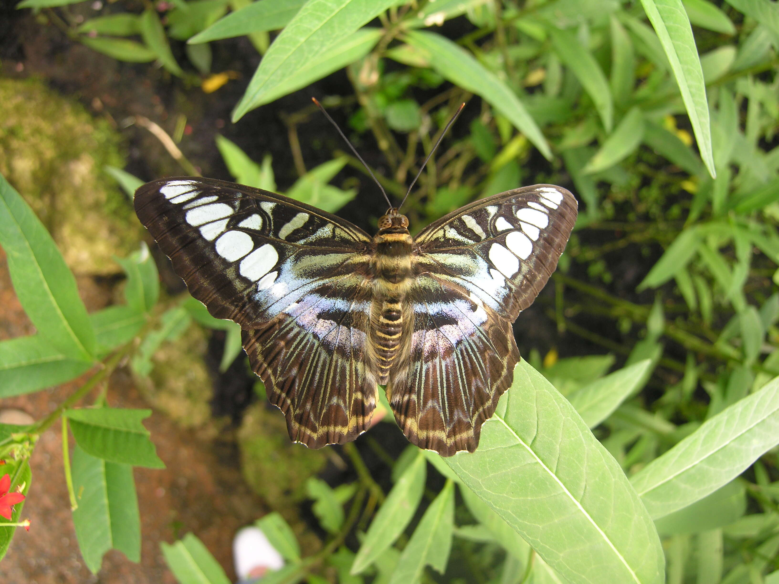 Imagem de Parthenos sylvia