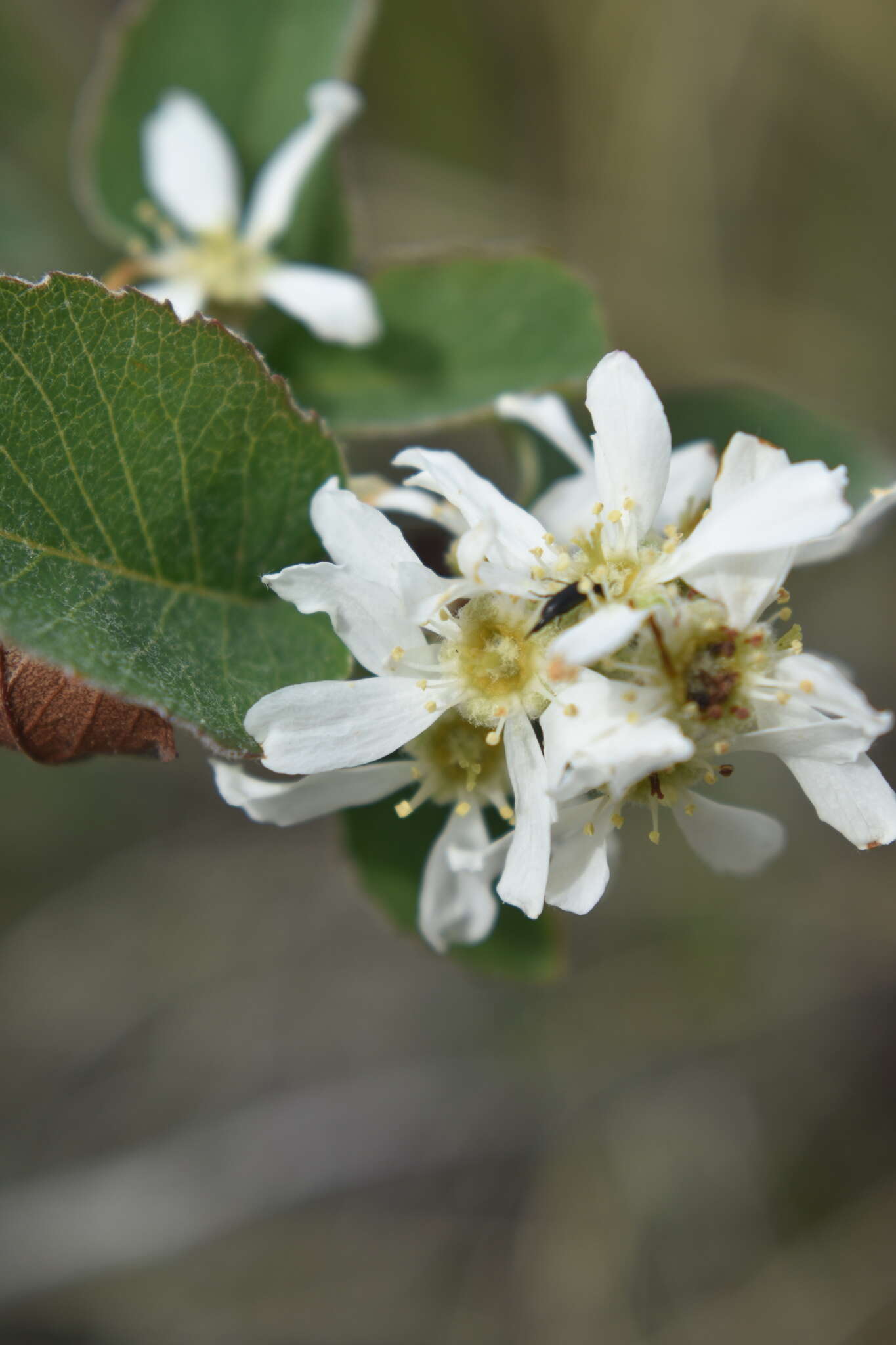 Image de amélanchier à feuilles d'aune