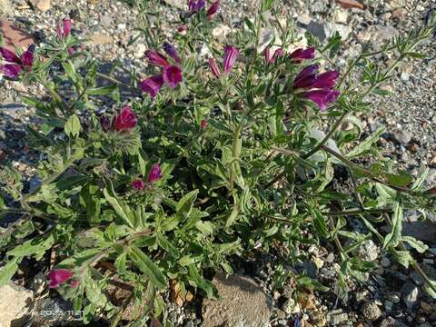 Image of Echium sabulicola subsp. decipiens (Pomel) Klotz