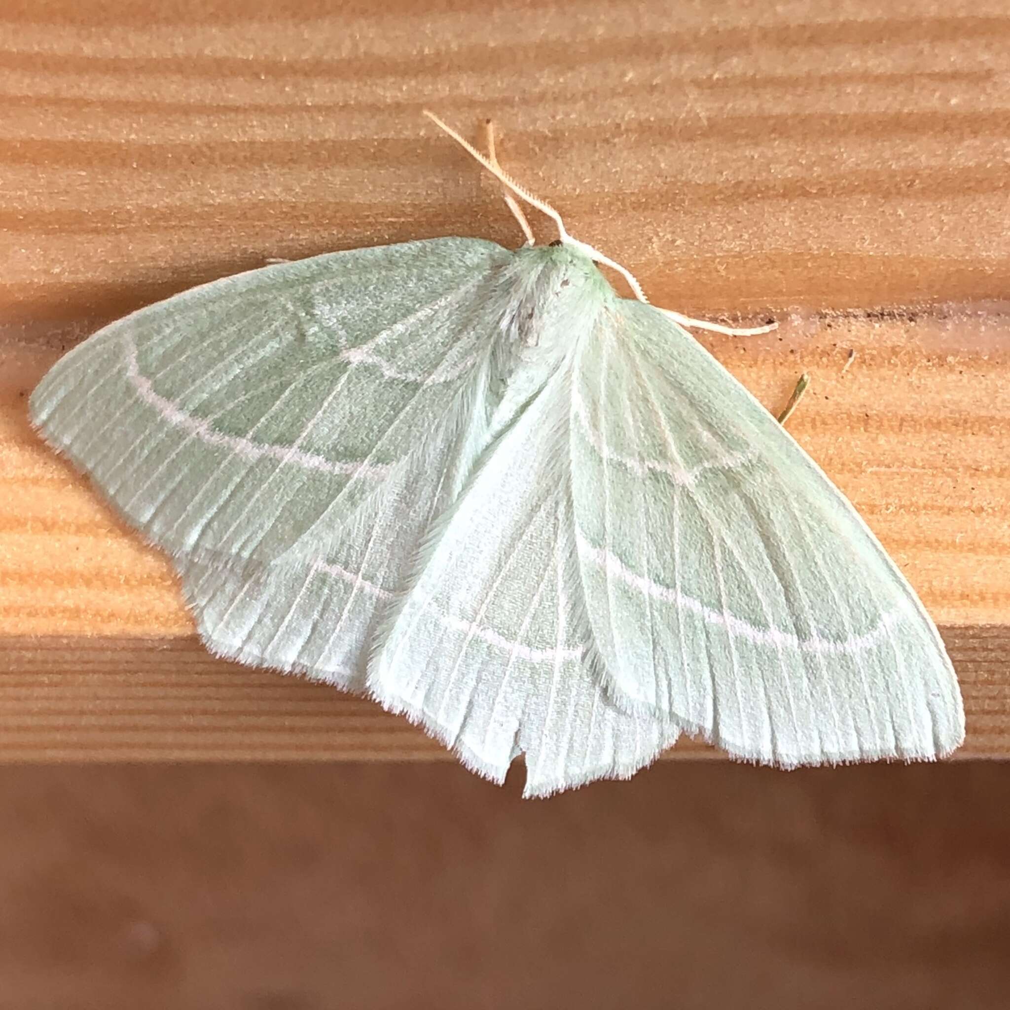 Image of small emerald moth