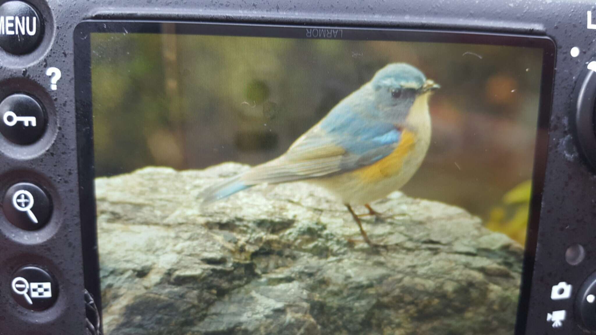 Image of Orange-flanked Bush-Robin