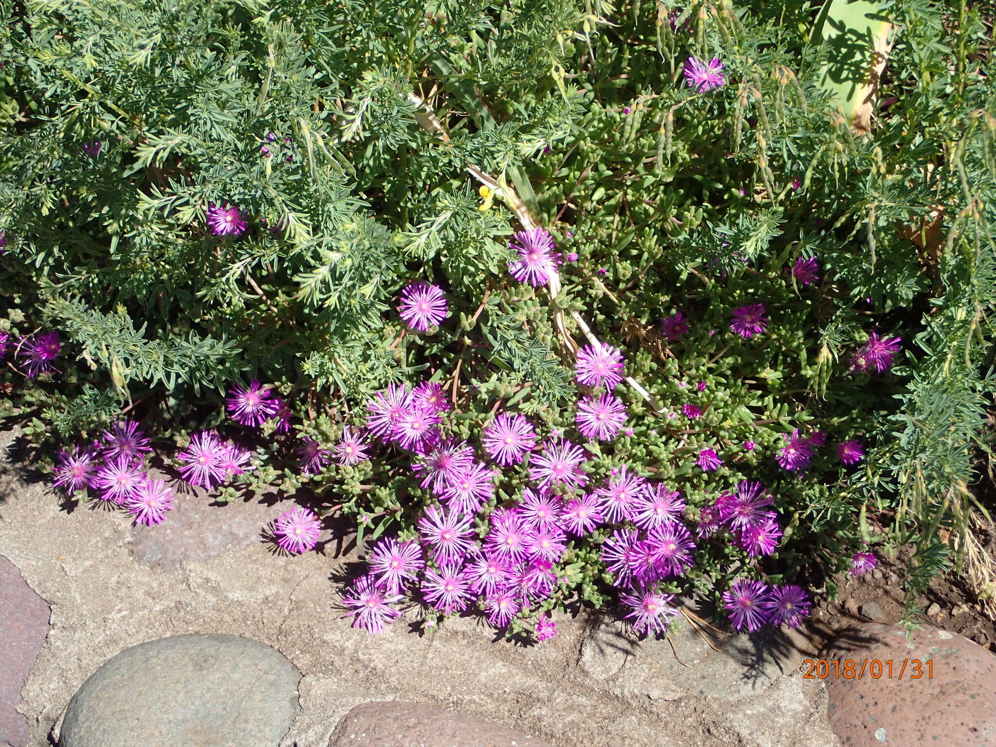 Imagem de Delosperma lavisiae L. Bol.