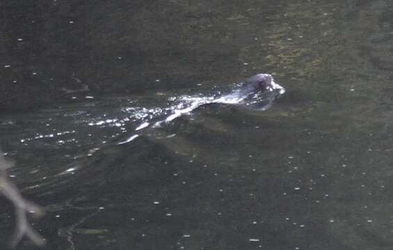 Image of Spotted-necked otter