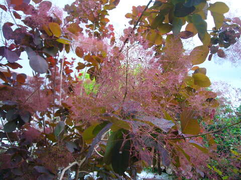 Image of European smoketree