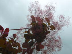 Image of European smoketree