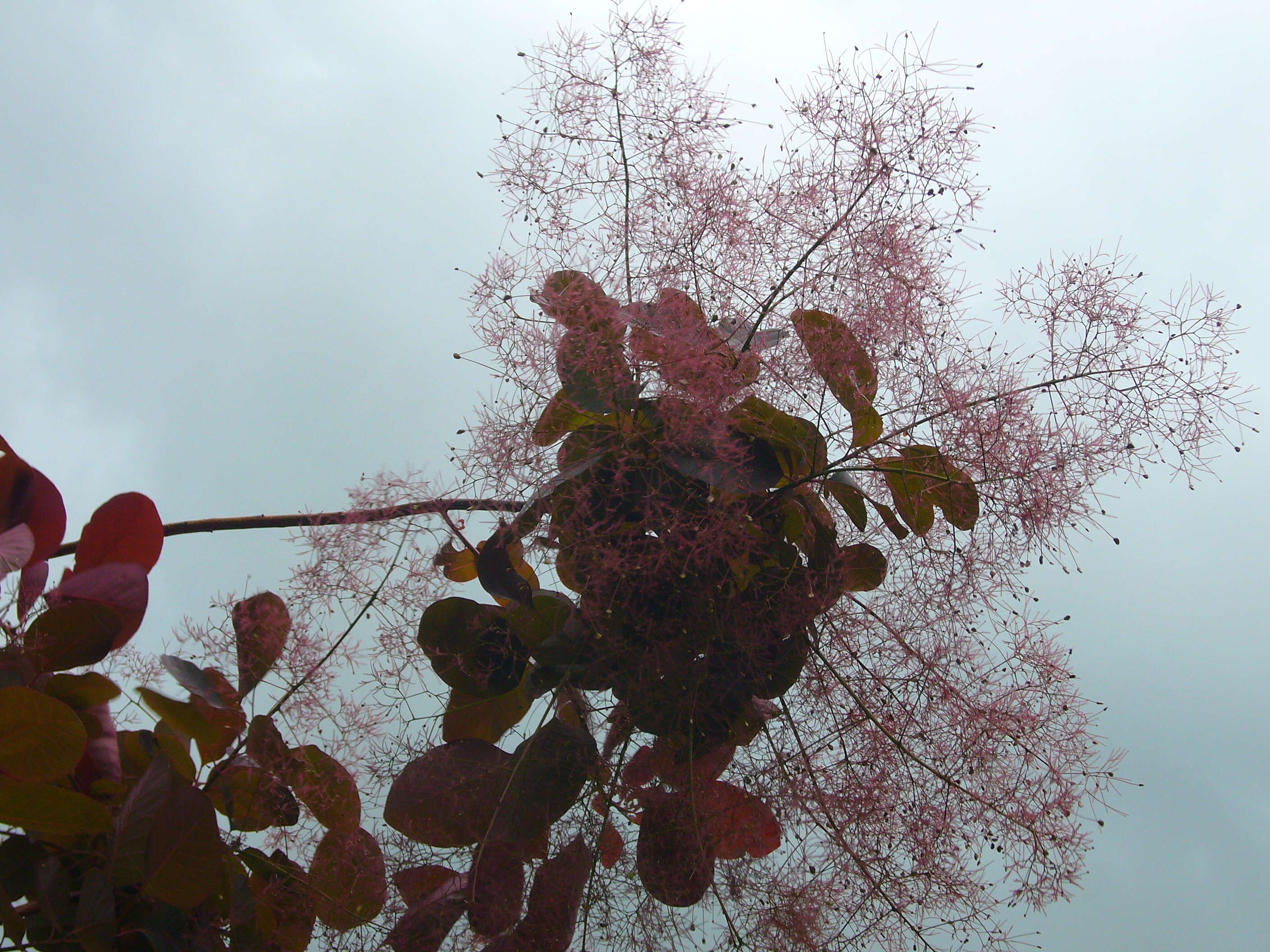 Image of European smoketree