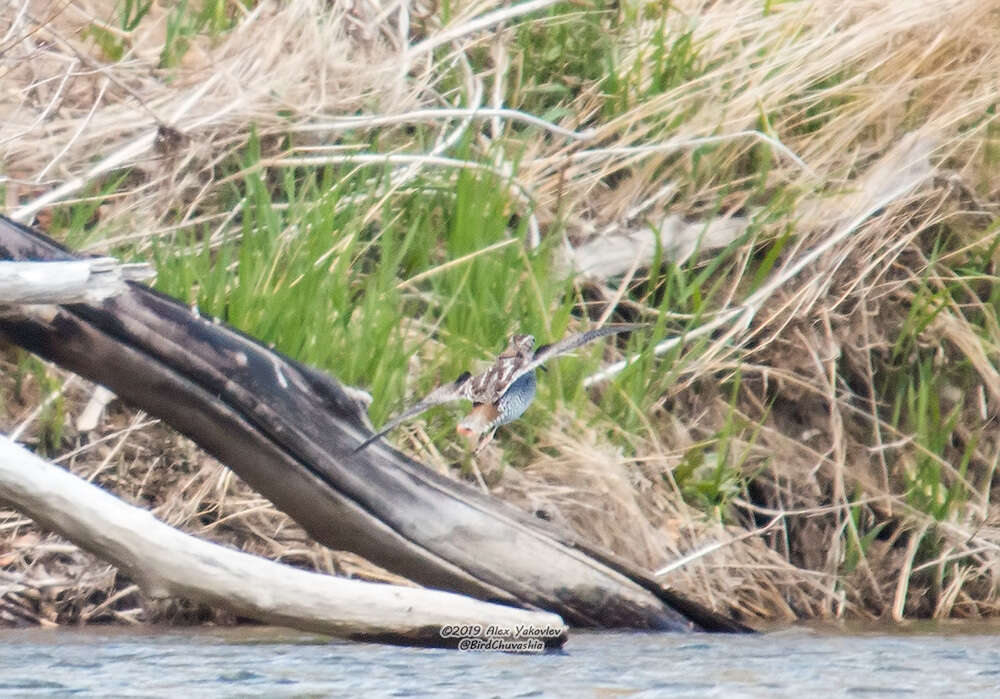 Image of Solitary Snipe