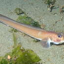 Image of Blackbelly eelpout