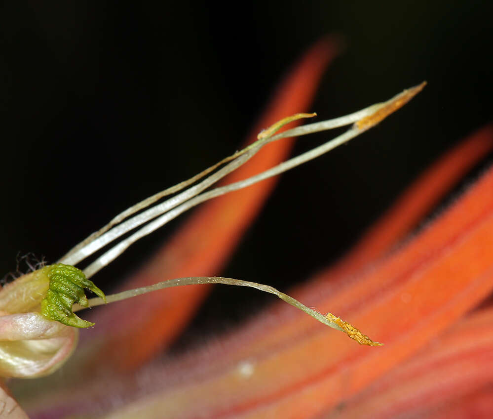 Image of giant red Indian paintbrush