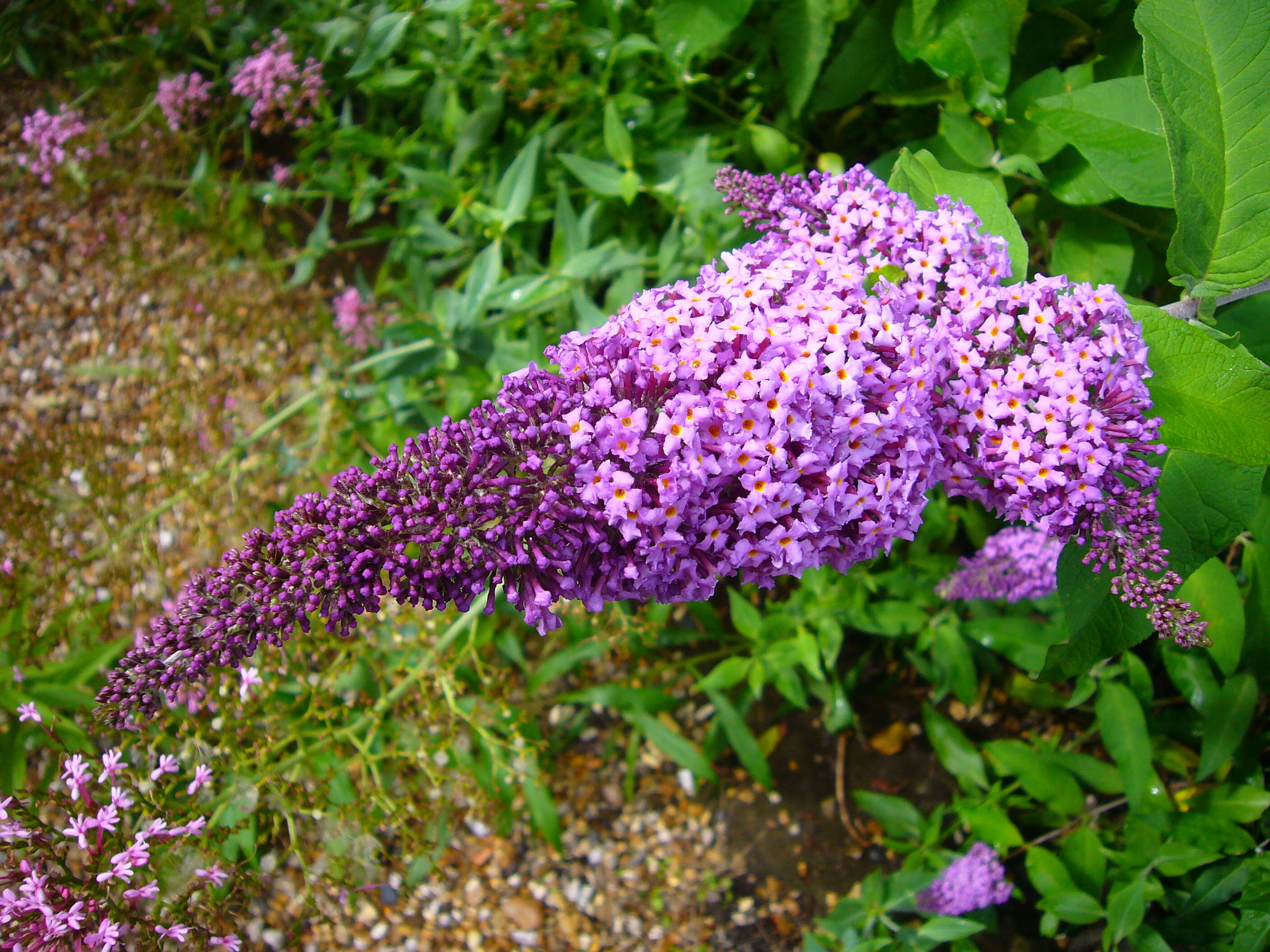 Image of butterfly-bush