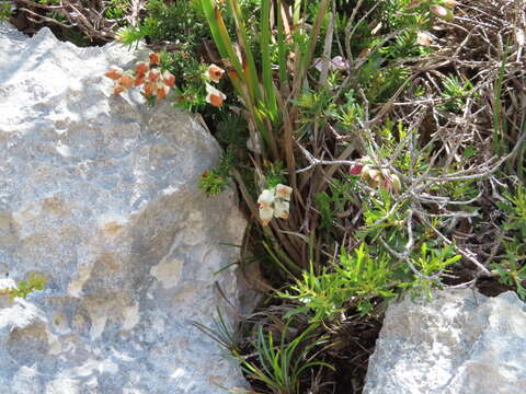 Image of Erica calcareophila E. G. H. Oliver