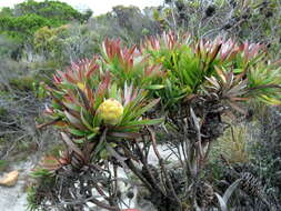 Plancia ëd Leucadendron xanthoconus (Kuntze) K. Schum.