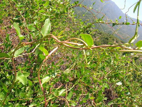 Image of Muehlenbeckia hastulata var. fascicularis (Meisn.) J. Brandbyge