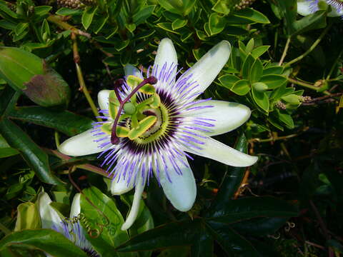 Image de Passiflora caerulea L.