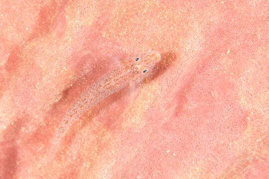 Image of Barrel-sponge ghostgoby