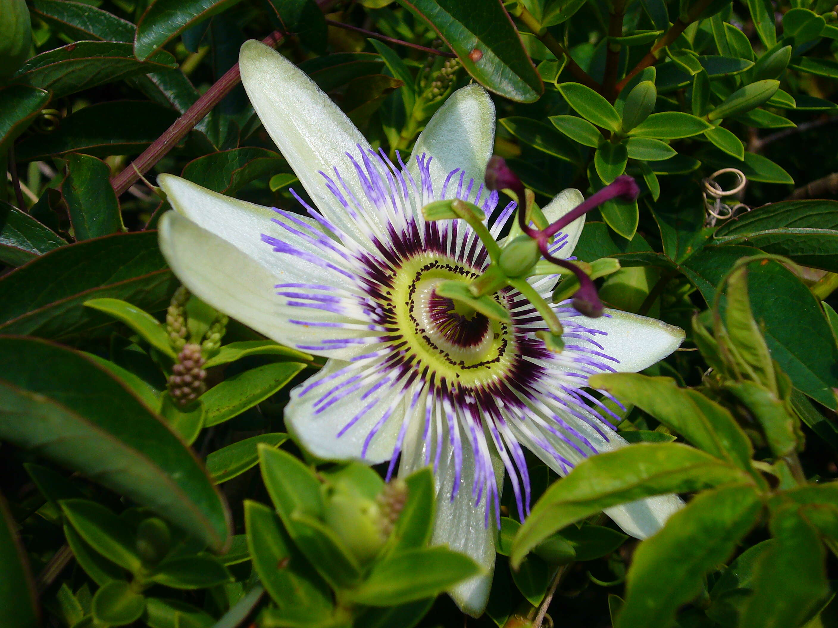 Image of Blue Passion Flower